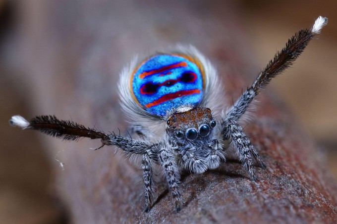 Maratus-speciosus_pixanews-6-680x453.jpg