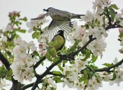 Большая синица в саду