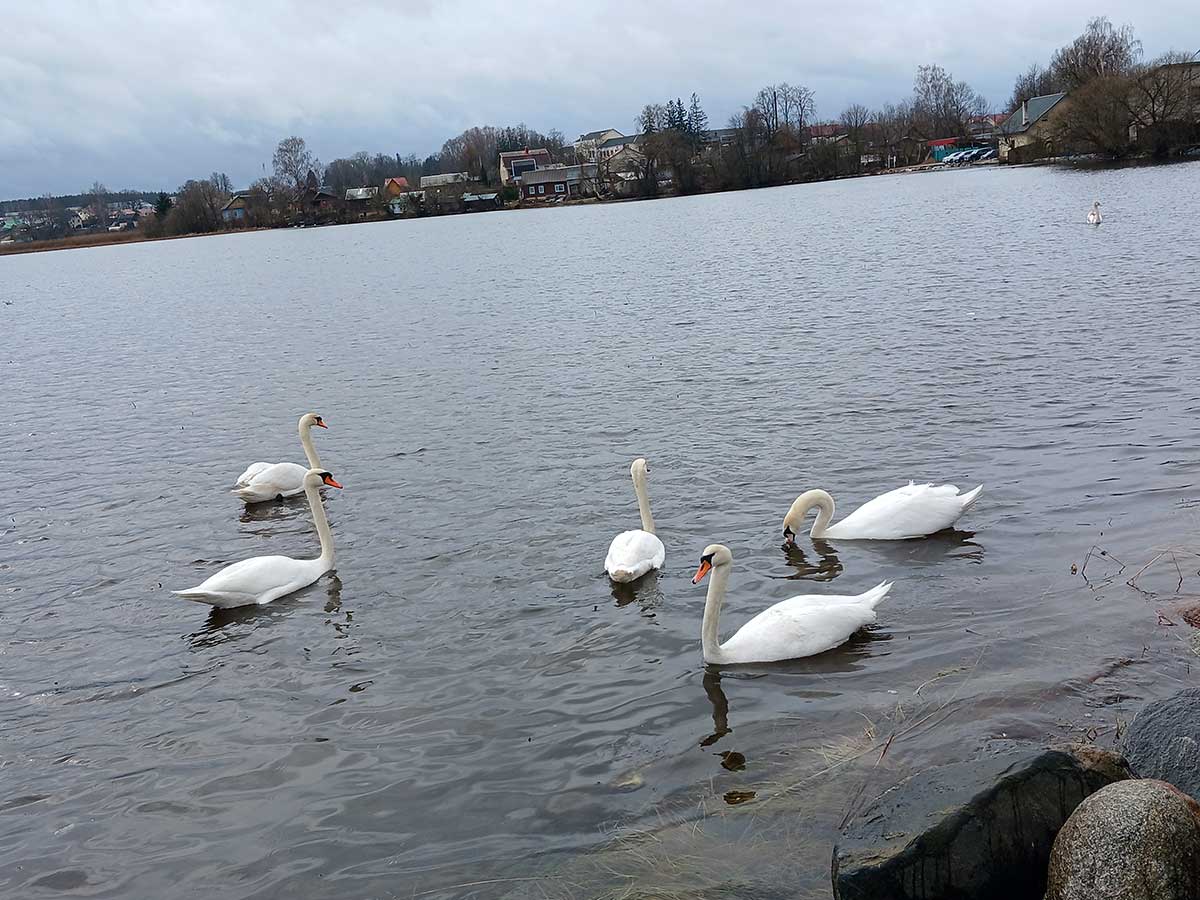 Озеро с лебедями Себеж